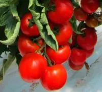 Семена томата для теплиц Альтамира F1 / Altamira F1, United Genetics