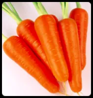 Семена моркови Chantenay Royal - Шантане Роял, United Genetics